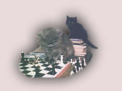 Котик & шахматы